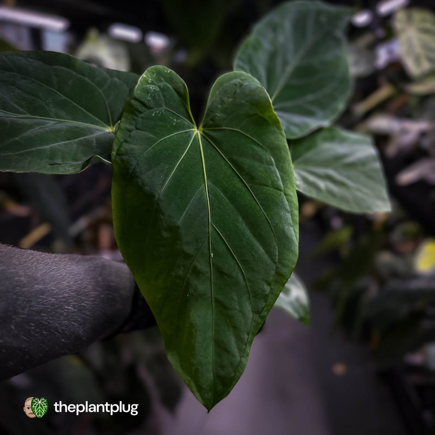 Anthurium ('Midnight Velvet' x pap) x kunayalense