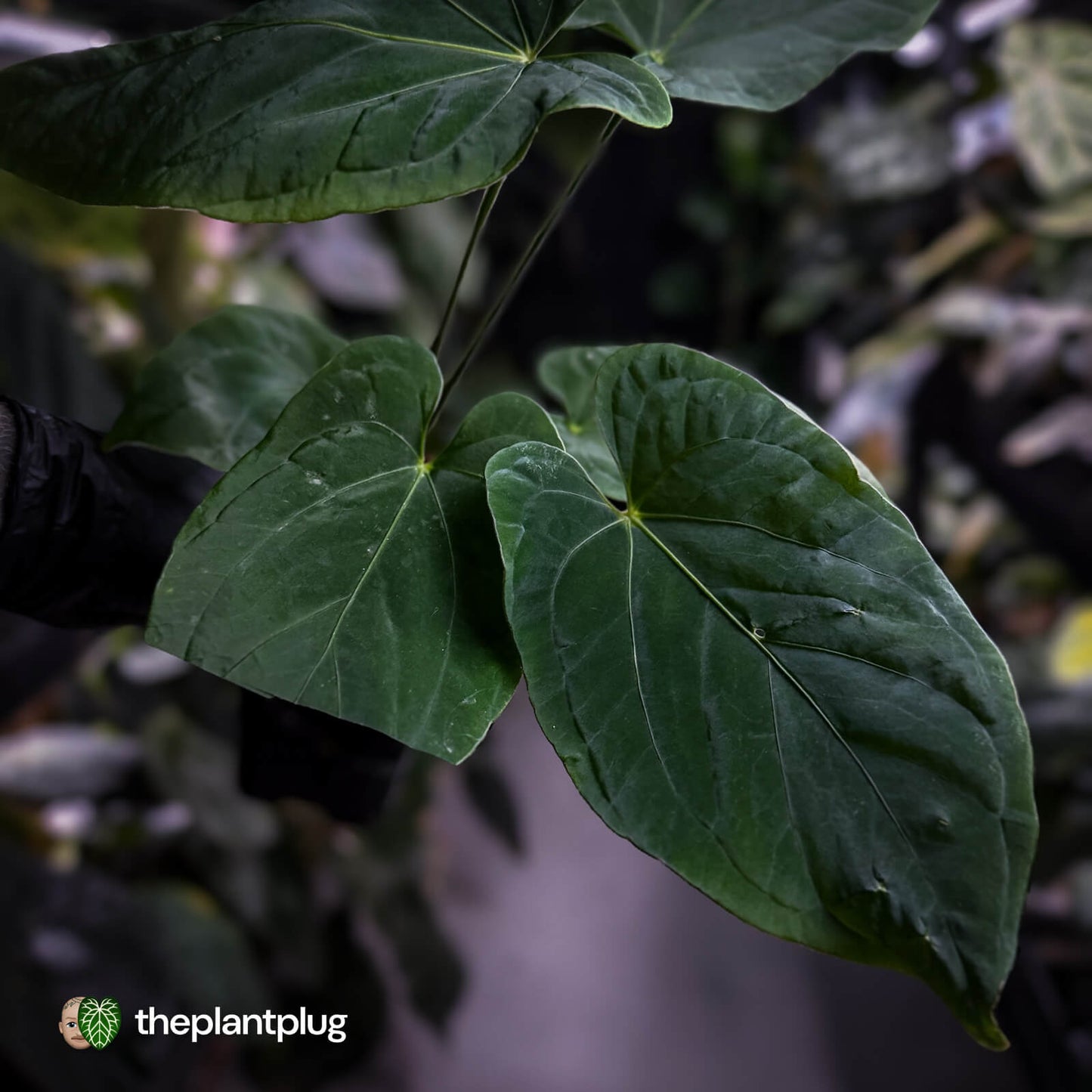 Anthurium ('Midnight Velvet' x pap) x kunayalense