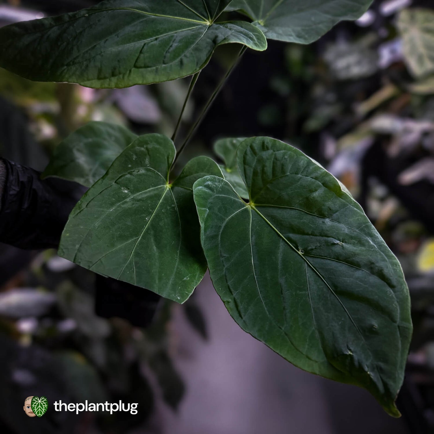 Anthurium ('Midnight Velvet' x pap) x kunayalense