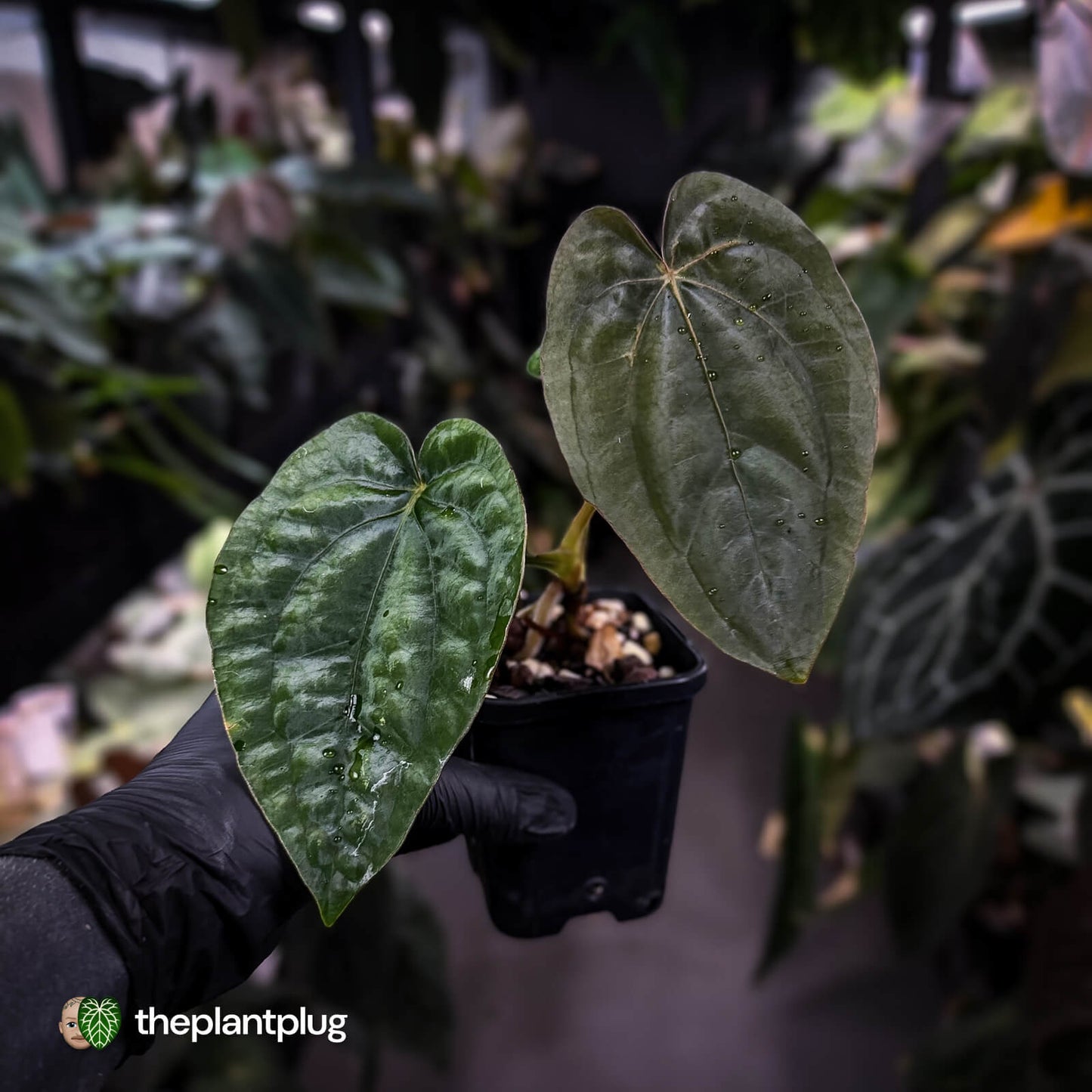 Anthurium dressleri ('MP' x 'LAS')