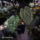 Anthurium dressleri ('MP' x 'LAS')