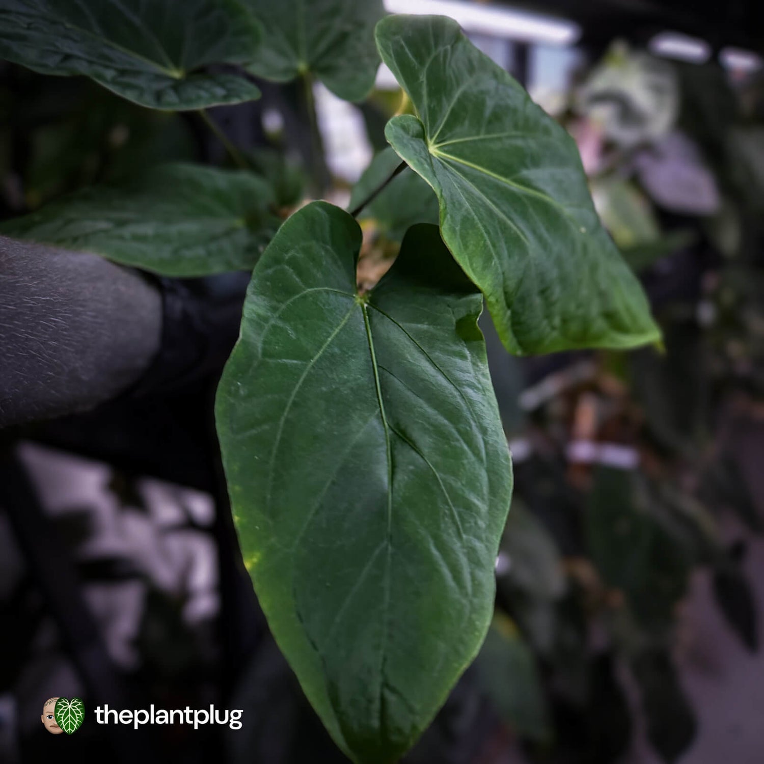 Anthurium ('Midnight Velvet' x pap) x kunayalense