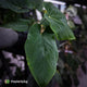 Anthurium ('Midnight Velvet' x pap) x kunayalense