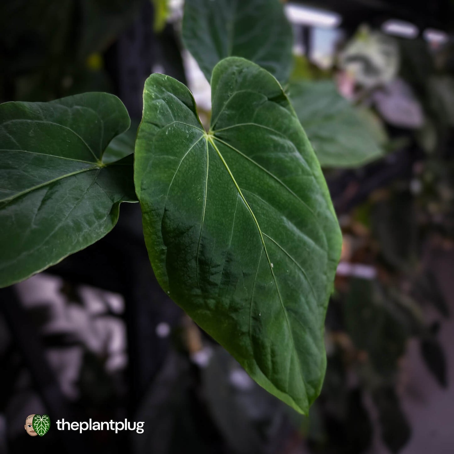 Anthurium ('Midnight Velvet' x pap) x kunayalense