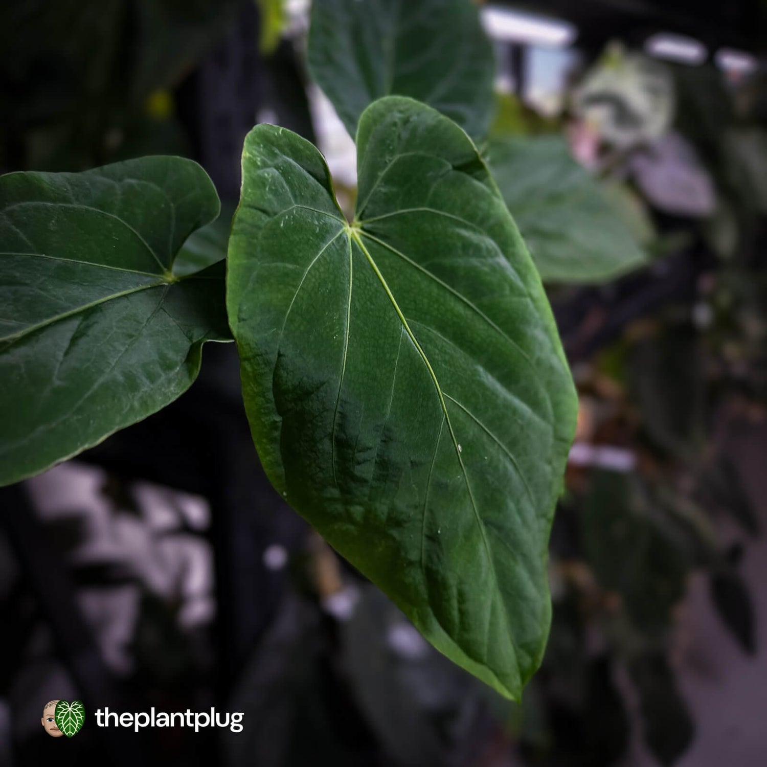 Anthurium ('Midnight Velvet' x pap) x kunayalense