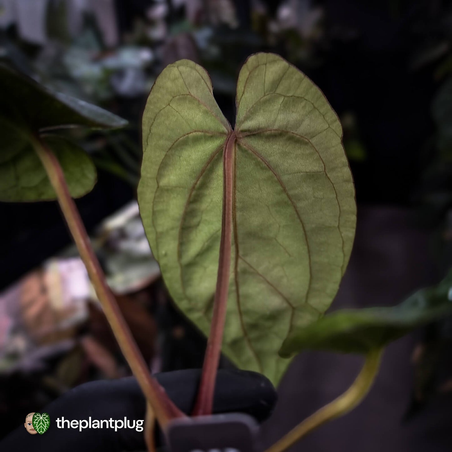 Anthurium dressleri ('MP' x 'LAS')