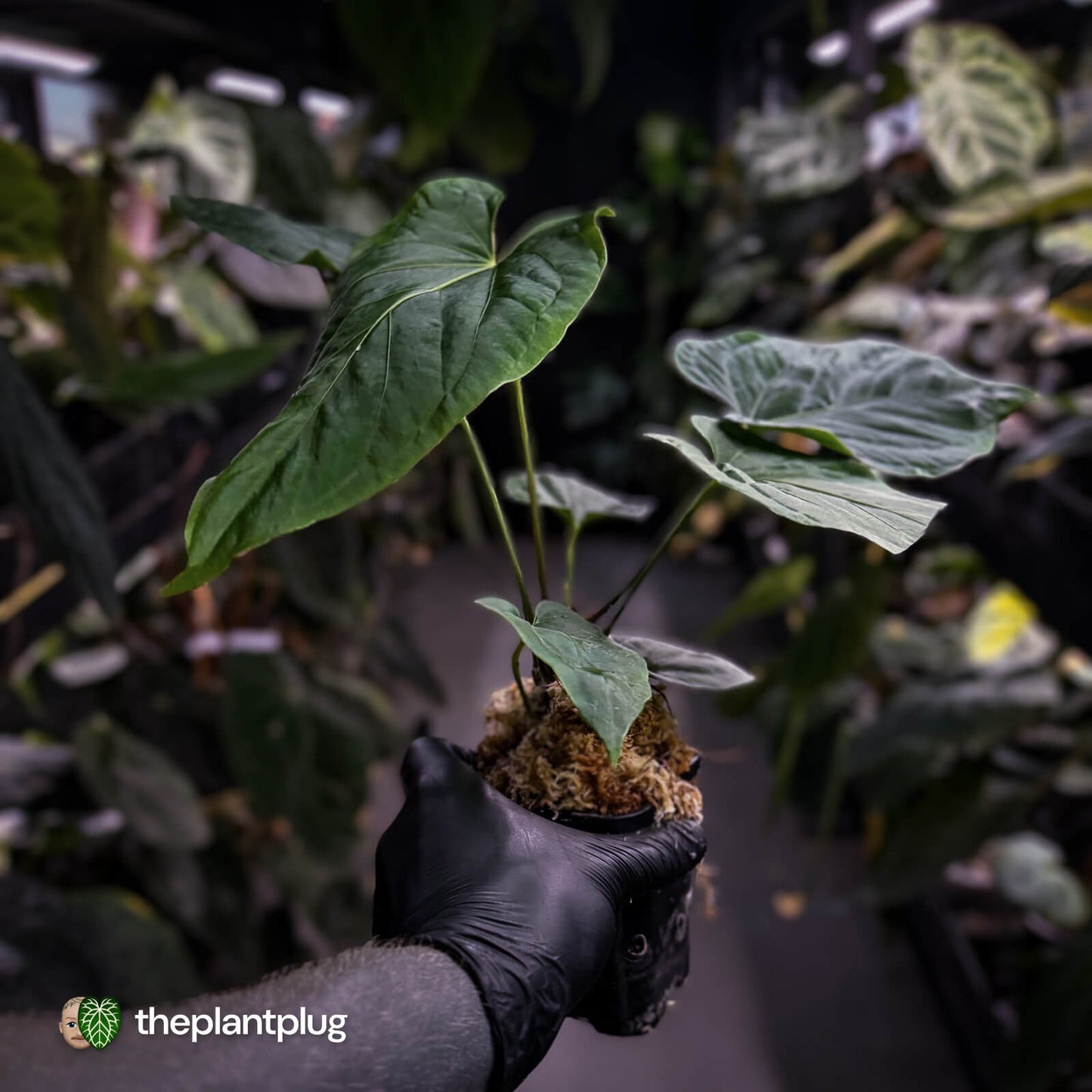 Anthurium ('Midnight Velvet' x pap) x kunayalense