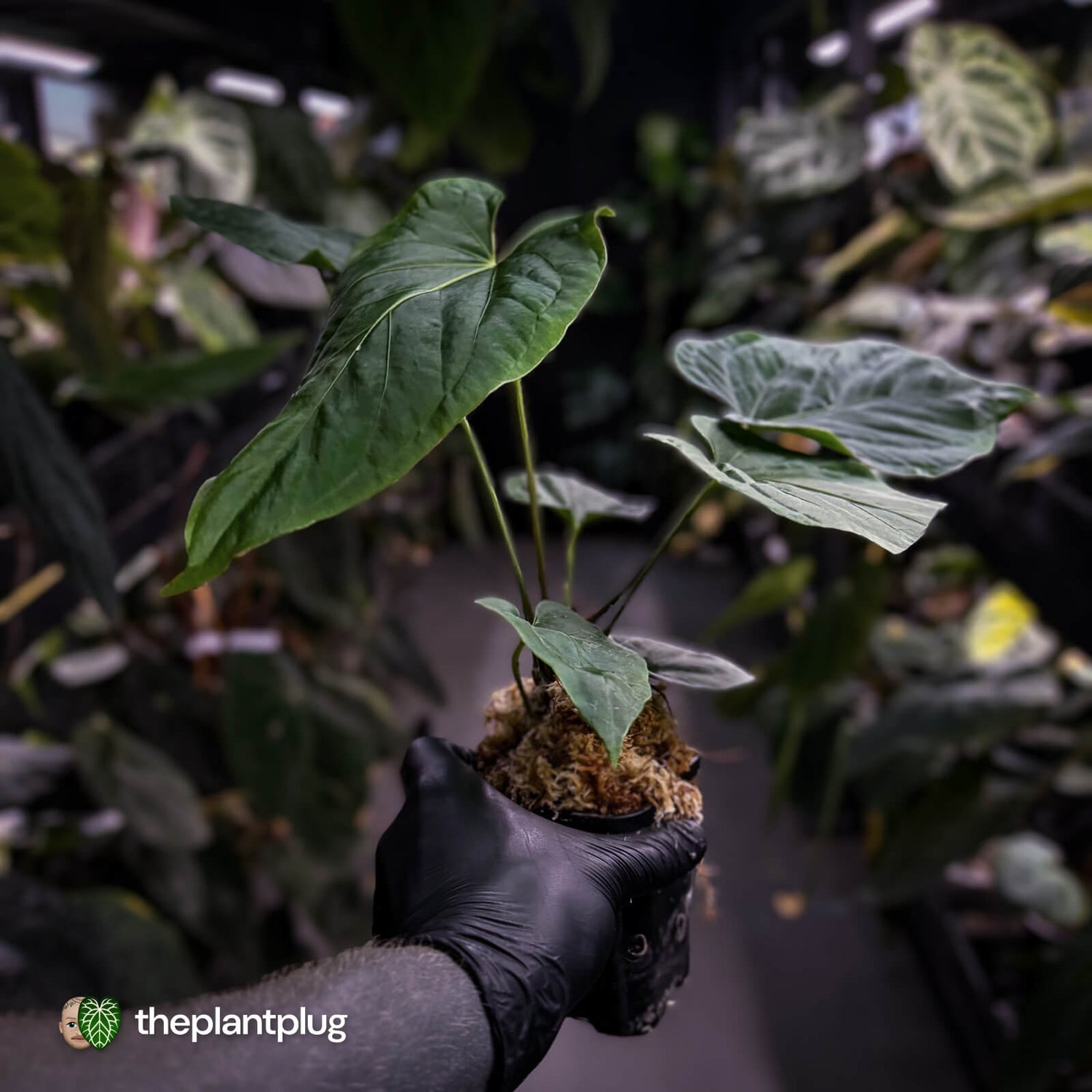 Anthurium ('Midnight Velvet' x pap) x kunayalense