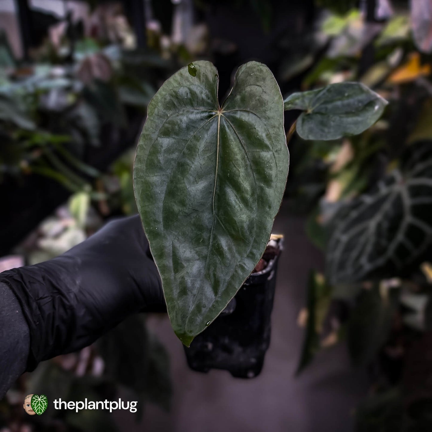 Anthurium dressleri ('MP' x 'LAS')