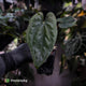 Anthurium dressleri ('MP' x 'LAS')