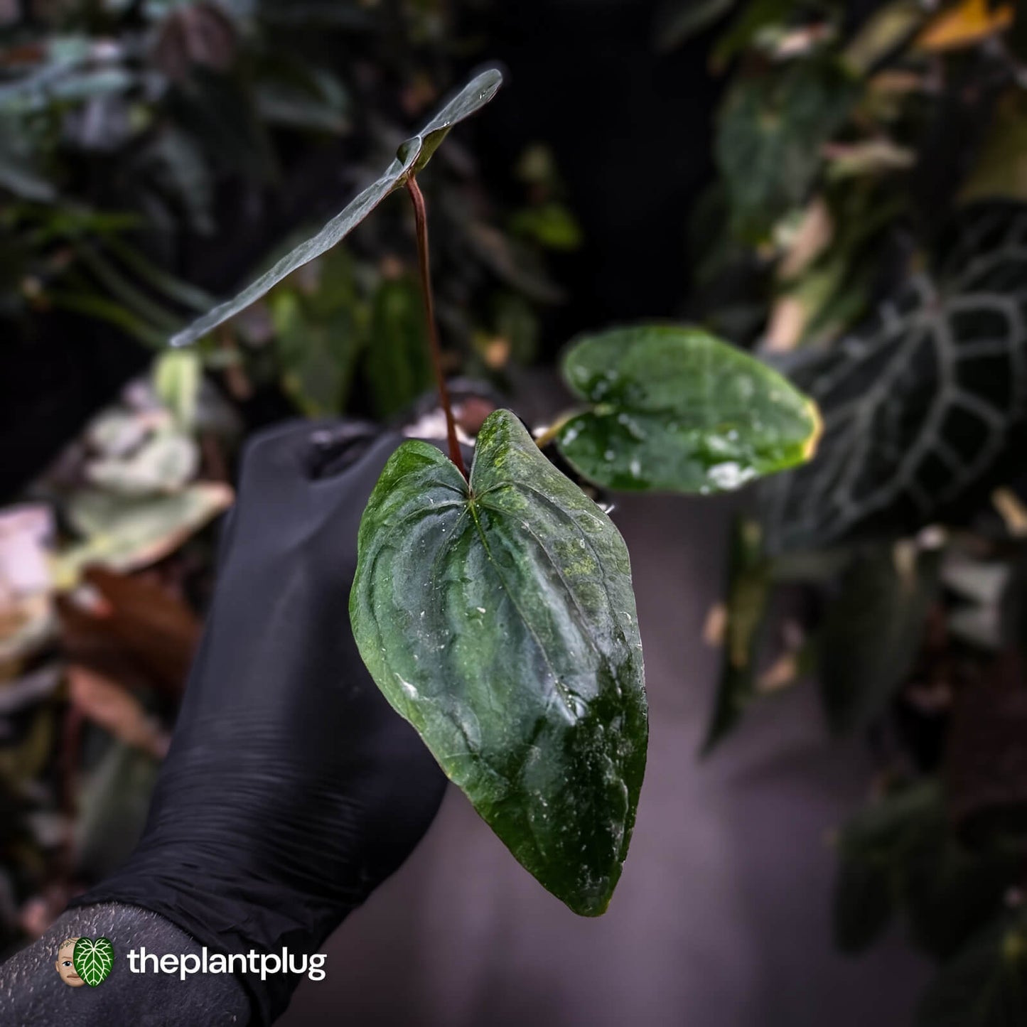 Anthurium dressleri ('MP' x 'LAS')