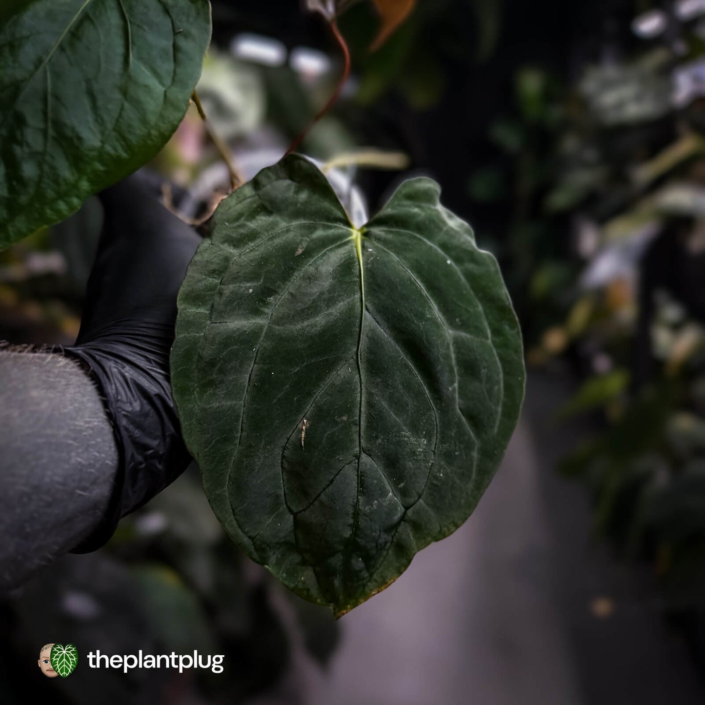 Anthurium #PLUG005 • select