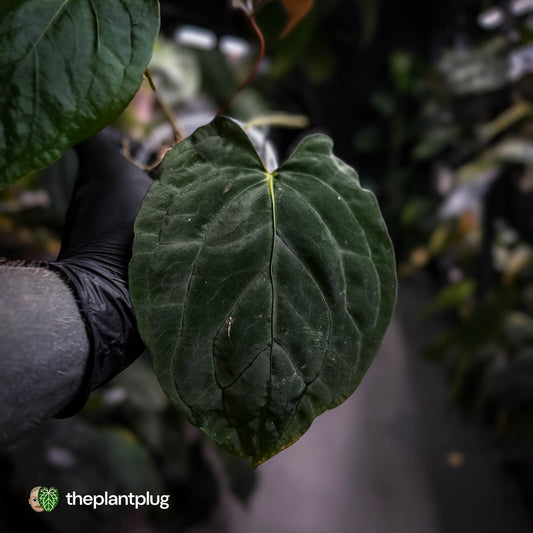 Anthurium #PLUG005 • select