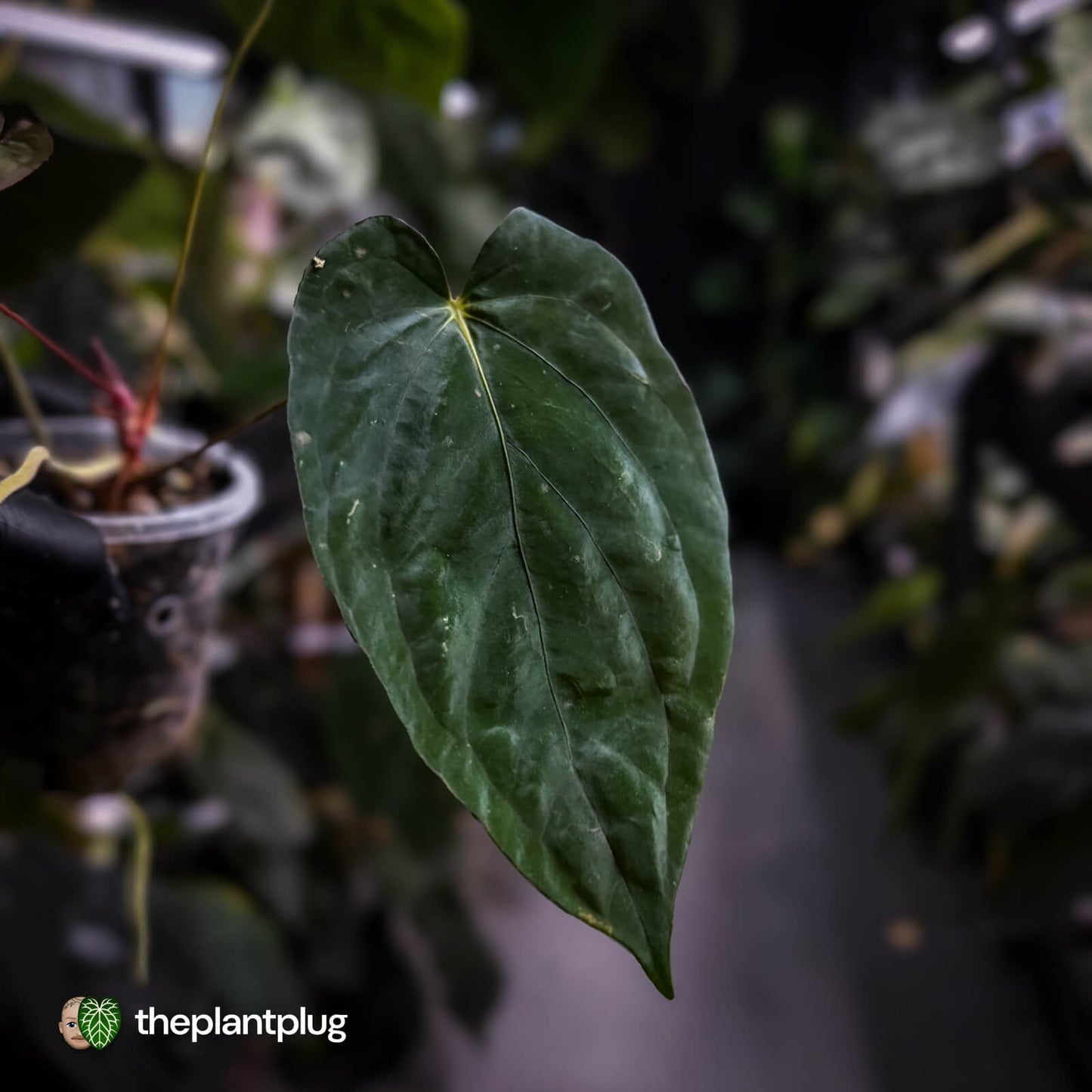 Anthurium #PLUG005 • select