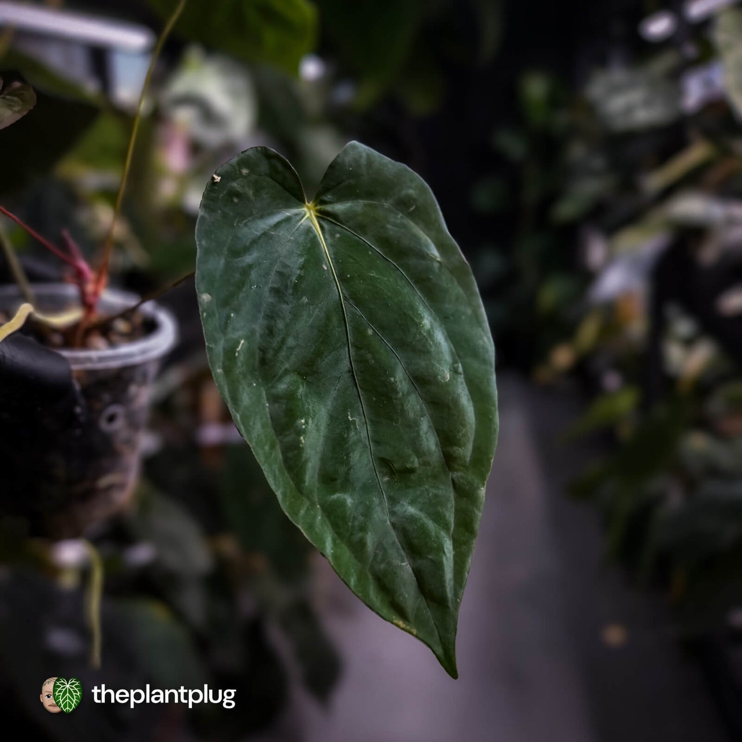 Anthurium #PLUG005 • select