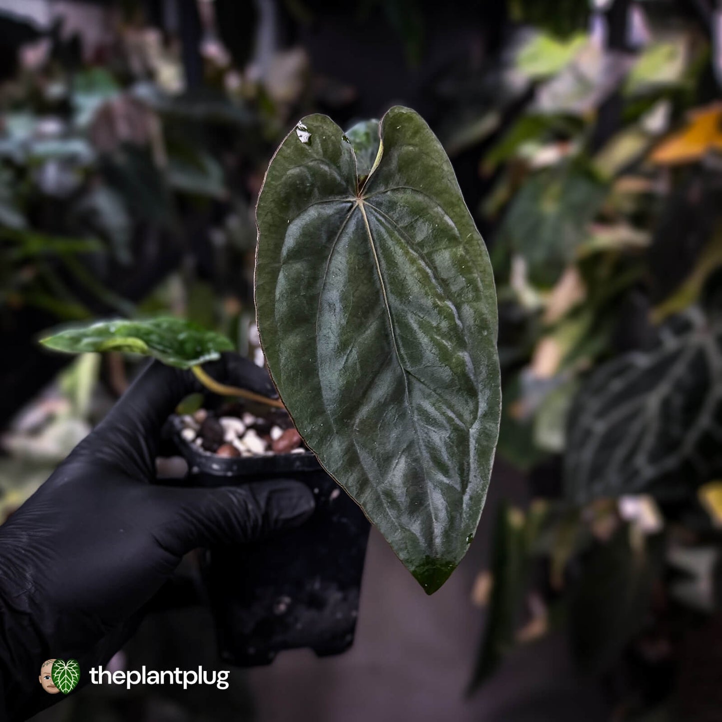 Anthurium dressleri ('MP' x 'LAS')