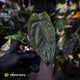 Anthurium dressleri ('MP' x 'LAS')
