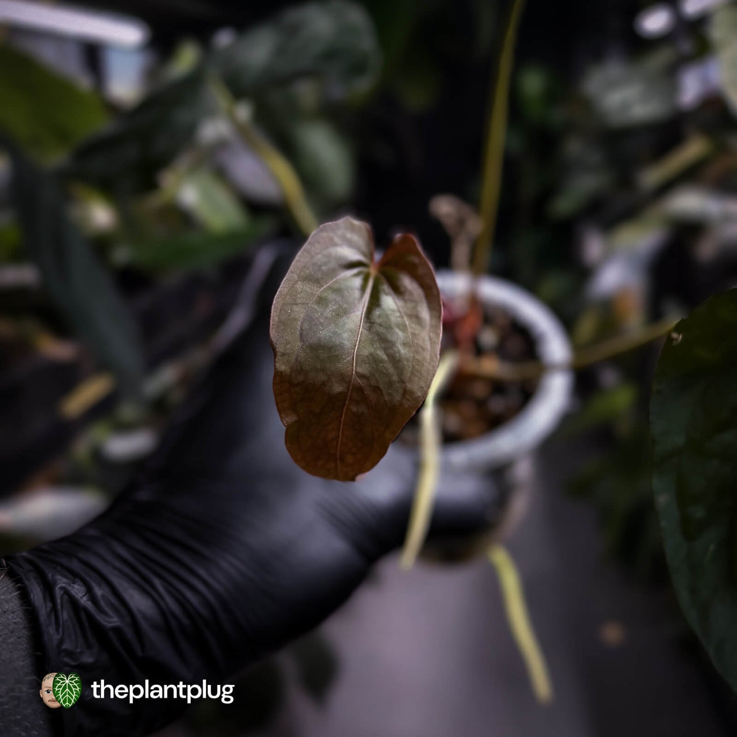 Anthurium #PLUG005 • select