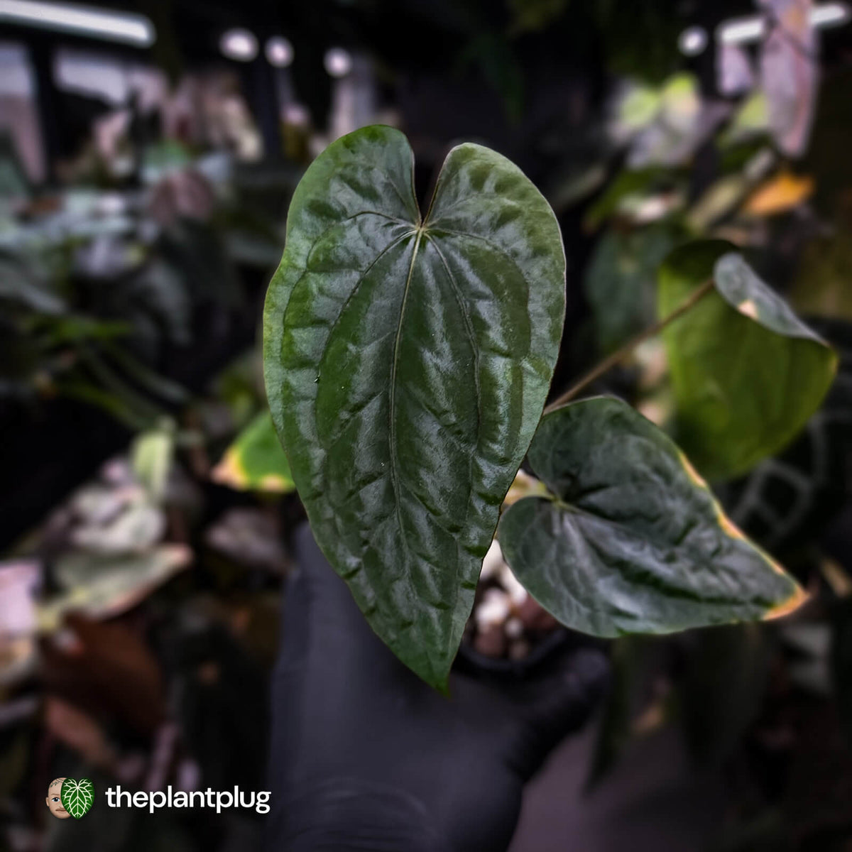 Anthurium dressleri ('MP' x 'LAS')