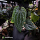 Anthurium dressleri ('MP' x 'LAS')