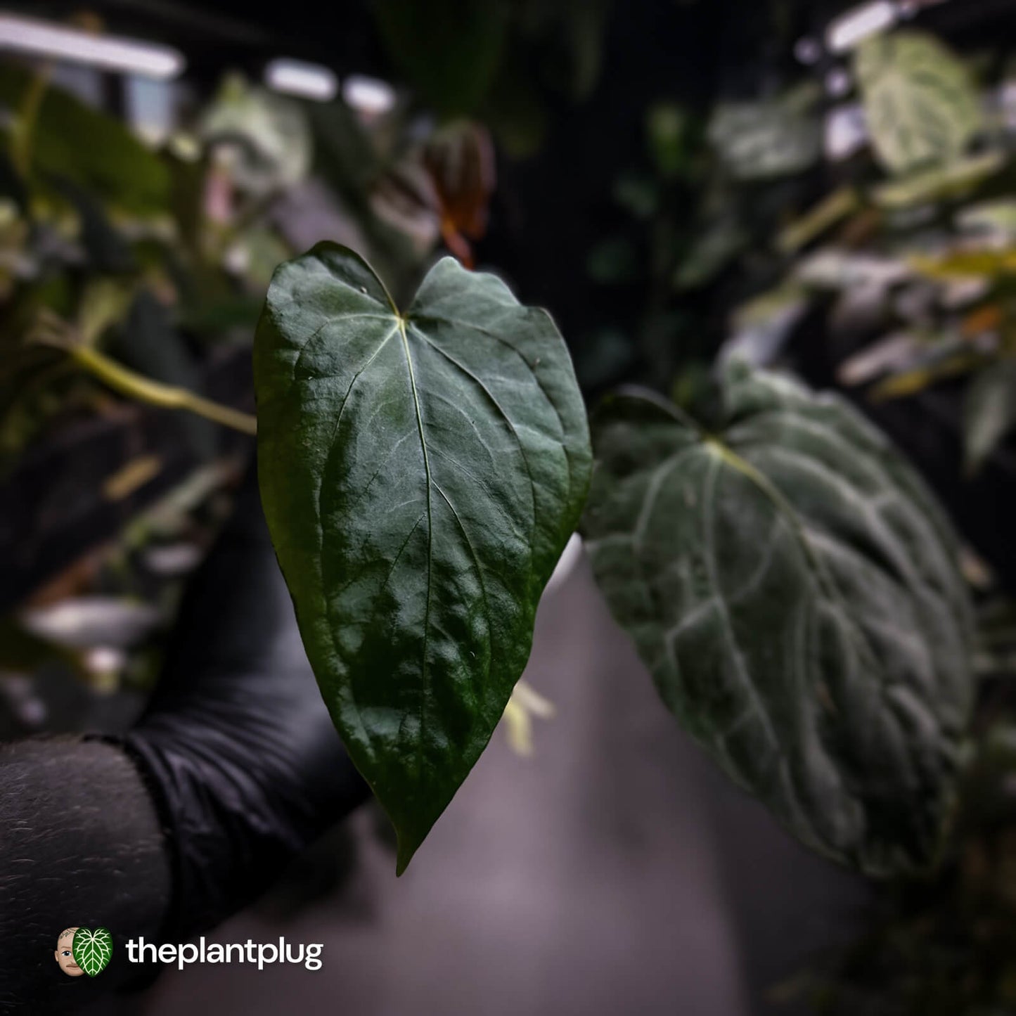 Anthurium #PLUG005 • select