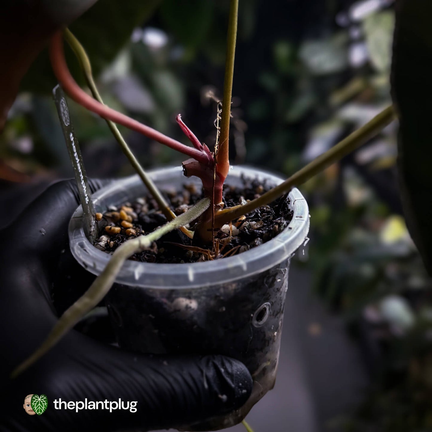 Anthurium #PLUG005 • select