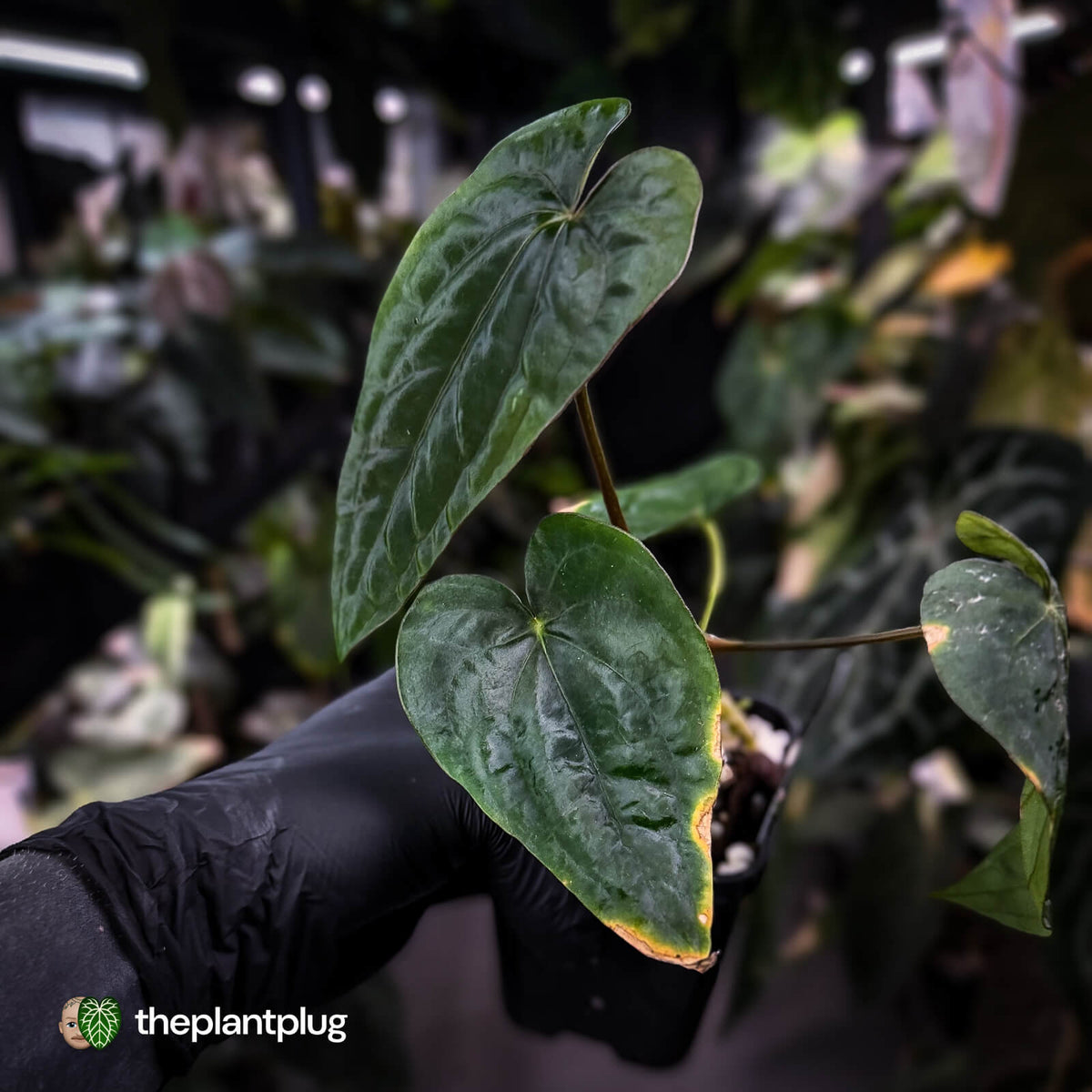 Anthurium dressleri ('MP' x 'LAS')