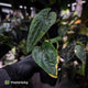 Anthurium dressleri ('MP' x 'LAS')