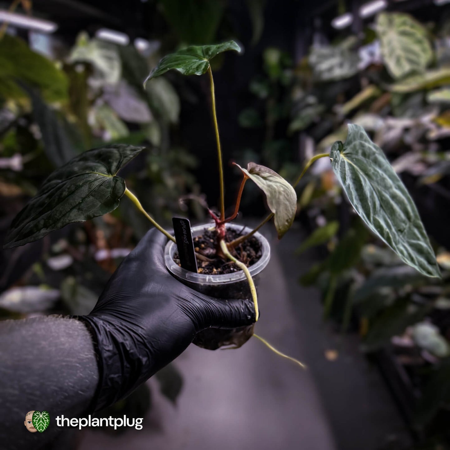 Anthurium #PLUG005 • select