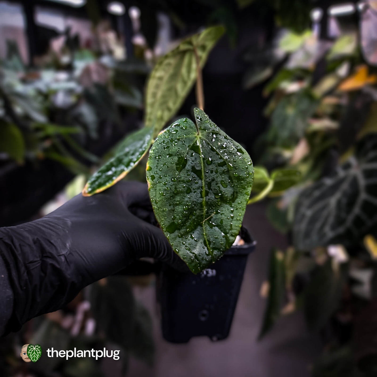 Anthurium dressleri ('MP' x 'LAS')