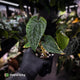 Anthurium dressleri ('MP' x 'LAS')