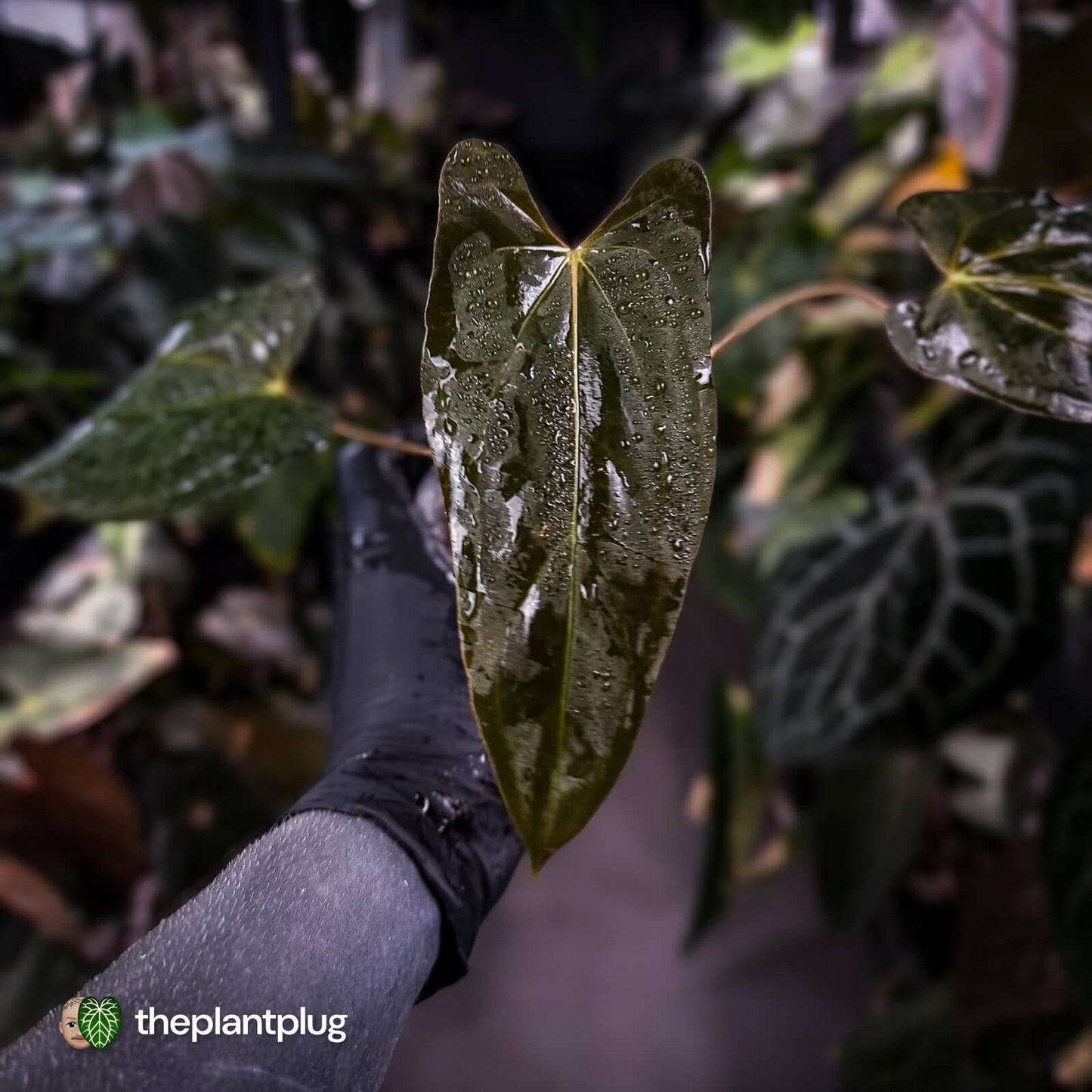 Anthurium papillilaminum 'Red Abaxial' • mother plant clone