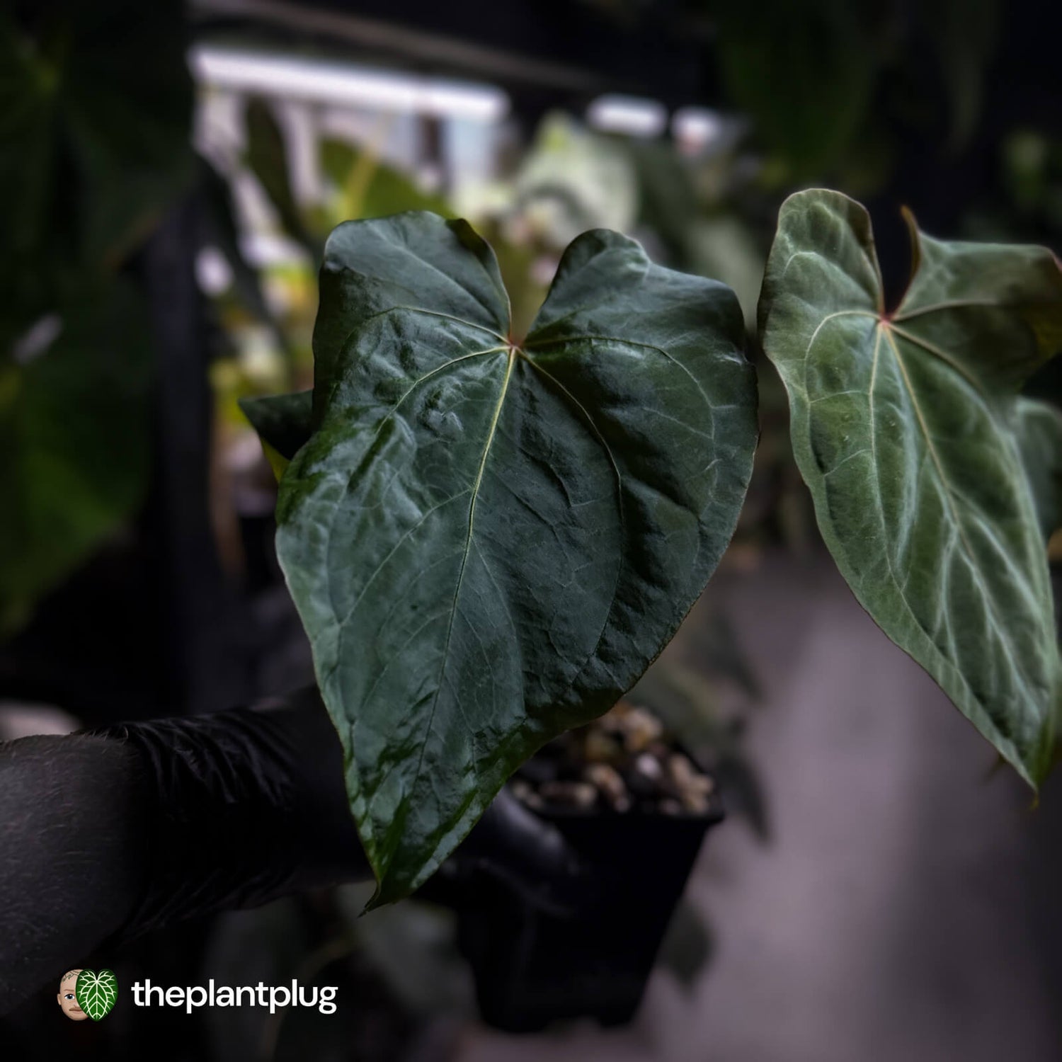 Anthurium #Bunyip • select