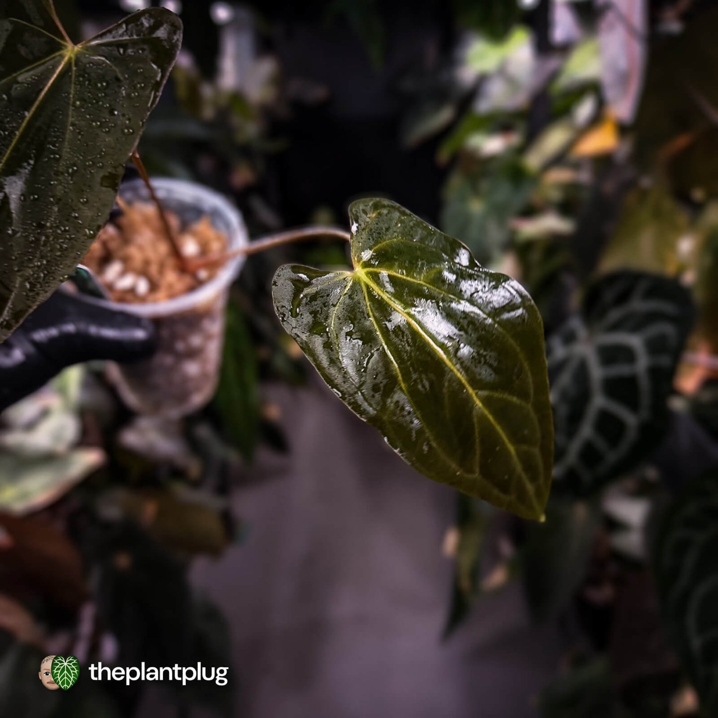 Anthurium papillilaminum 'Red Abaxial' • mother plant clone