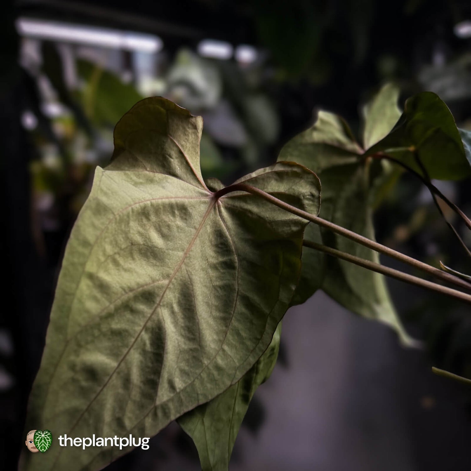 Anthurium #Bunyip • select