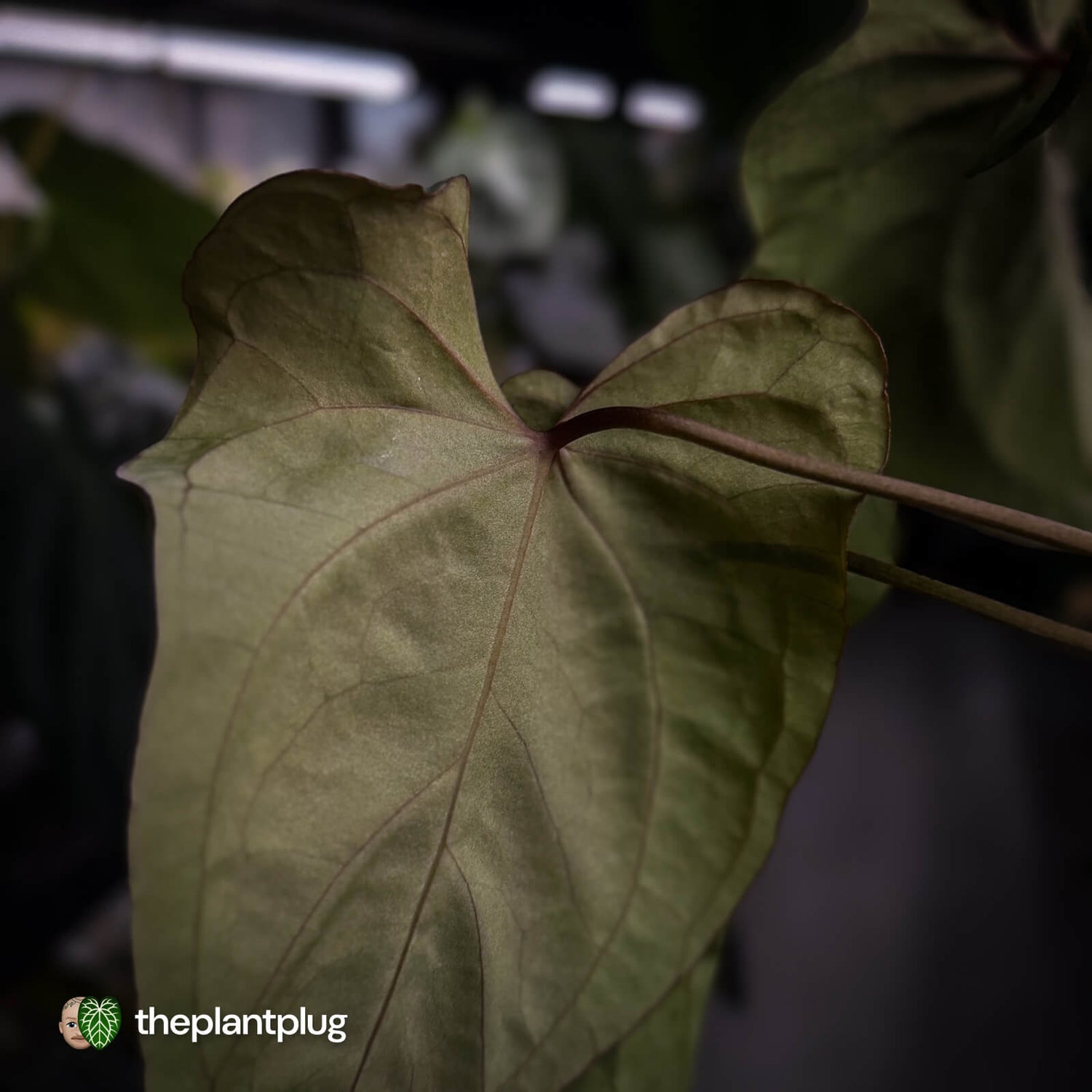 Anthurium #Bunyip • select