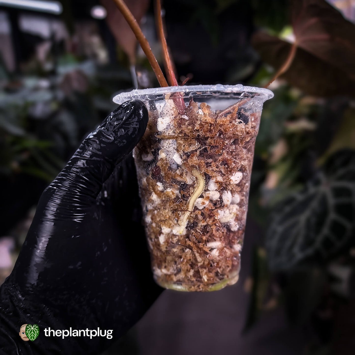 Anthurium papillilaminum 'Red Abaxial' • mother plant clone