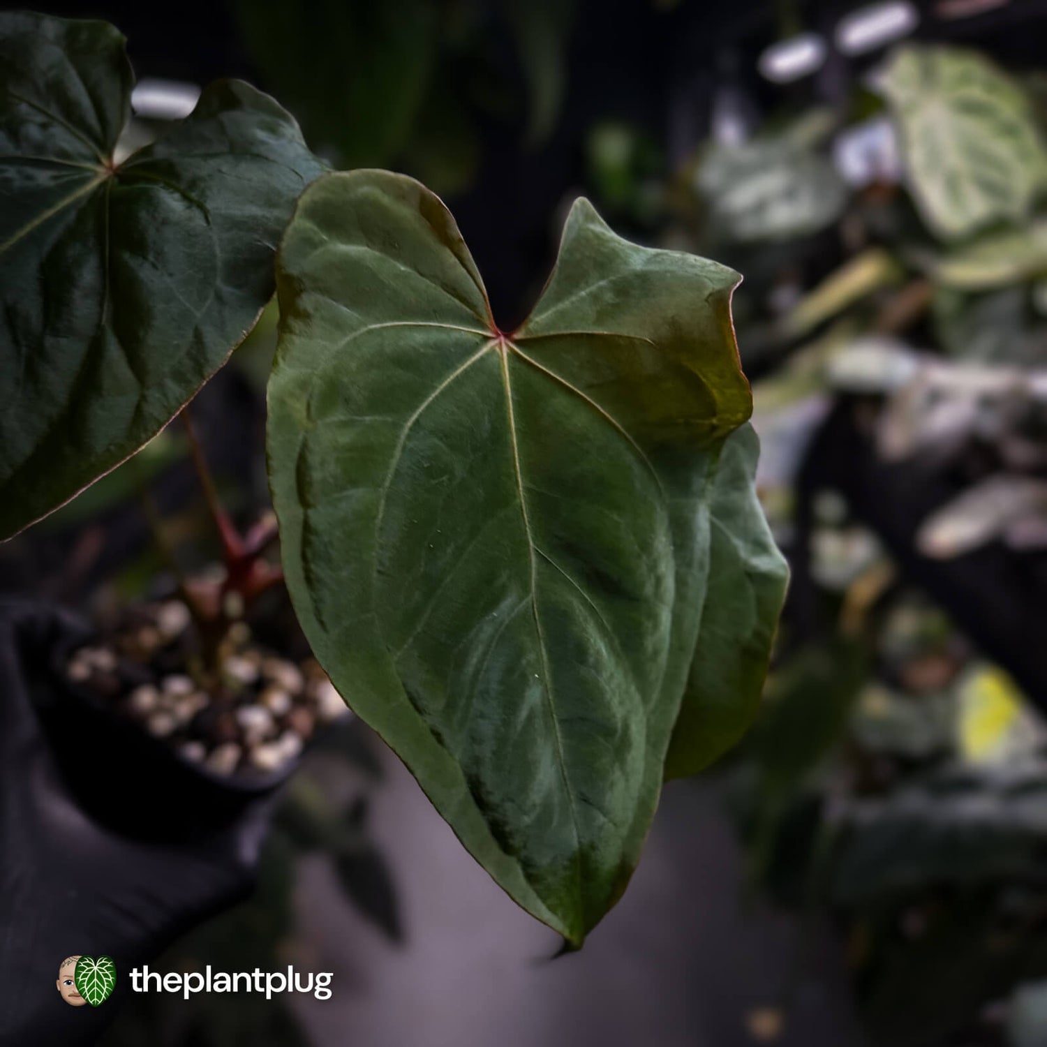 Anthurium #Bunyip • select