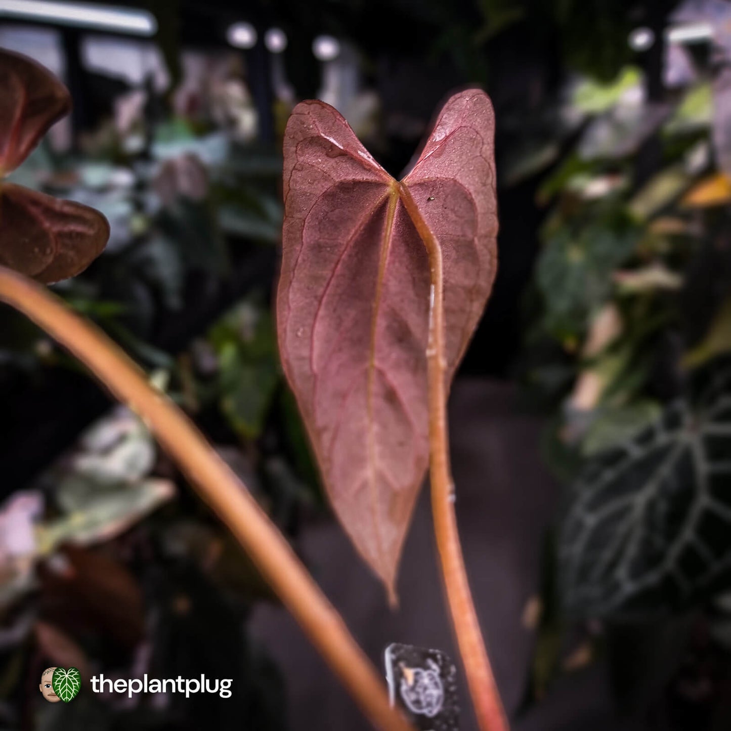 Anthurium papillilaminum 'Red Abaxial' • mother plant clone