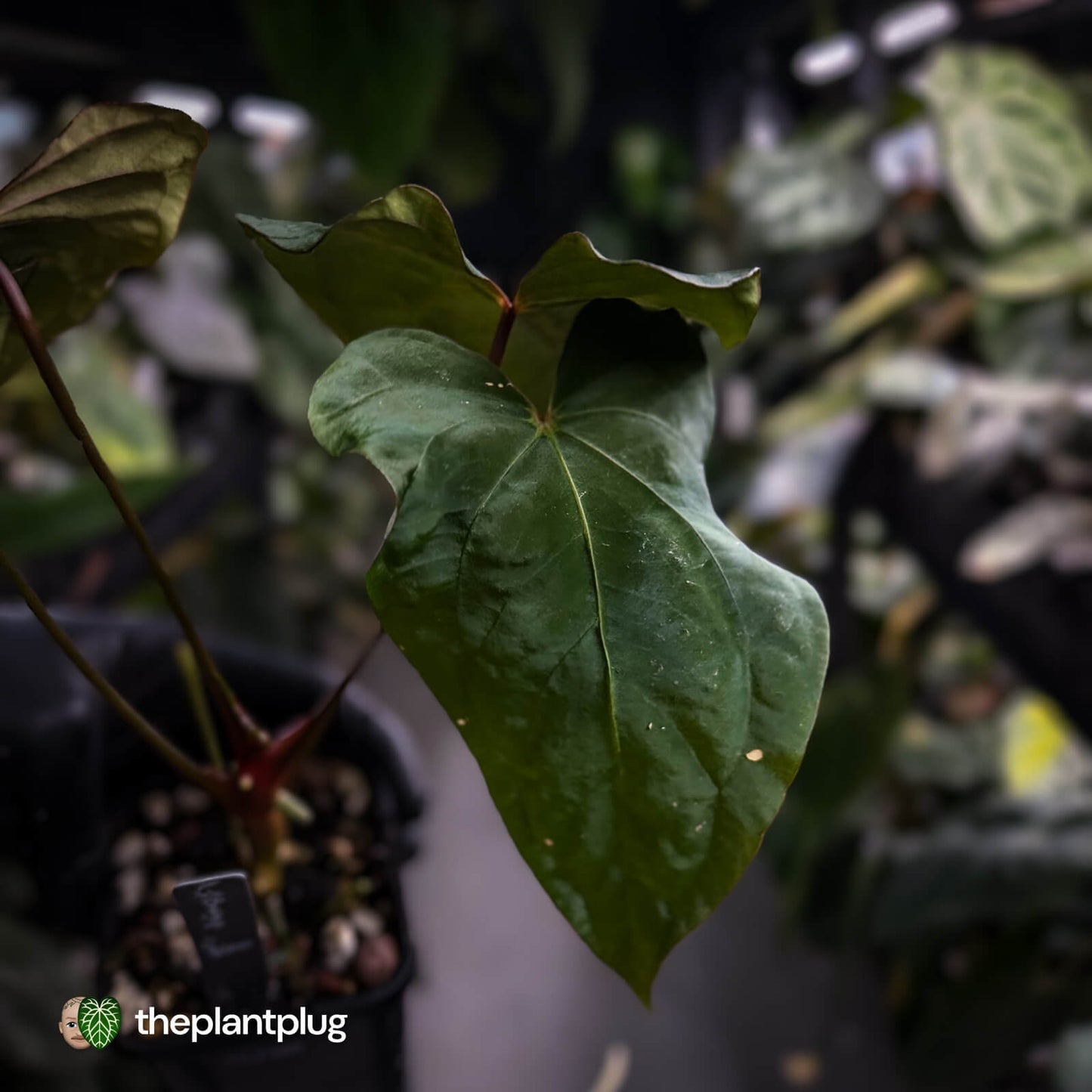 Anthurium #Bunyip • select