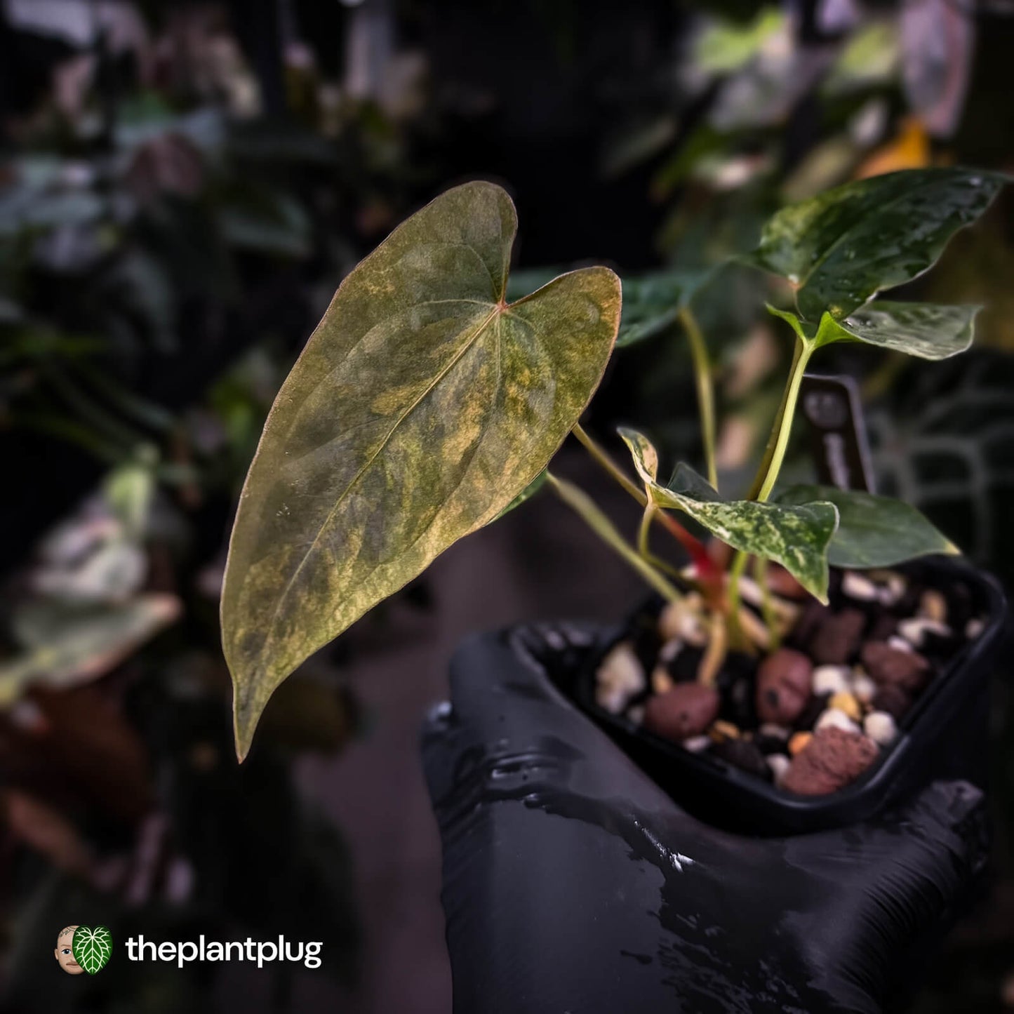 Anthurium pap dress complex hybrid • pink & orange variegated