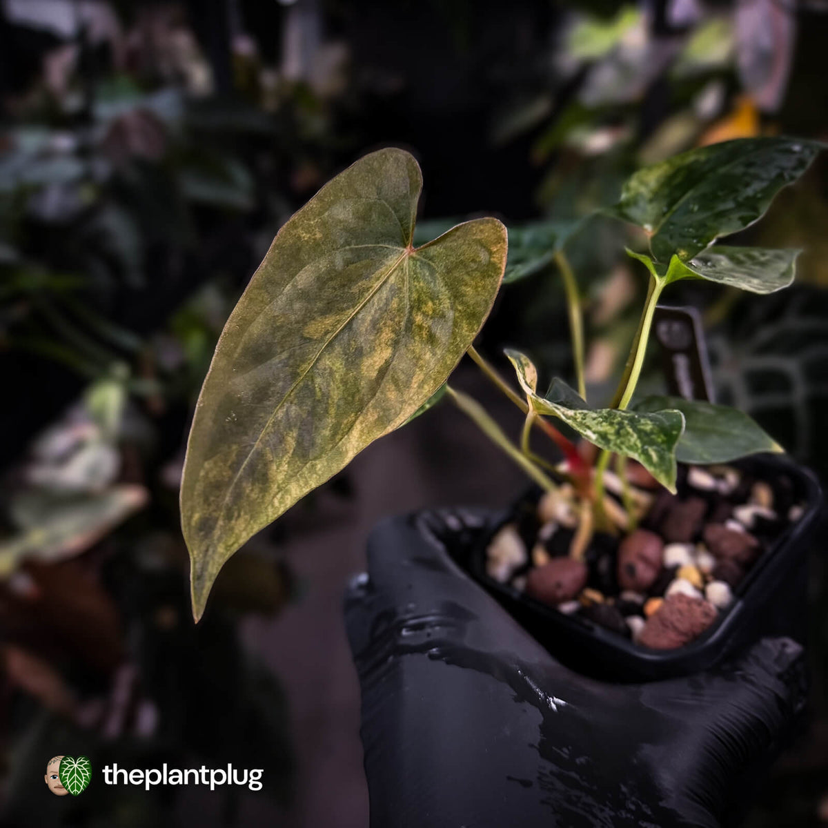 Anthurium pap dress complex hybrid • pink & orange variegated