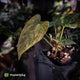 Anthurium pap dress complex hybrid • pink & orange variegated