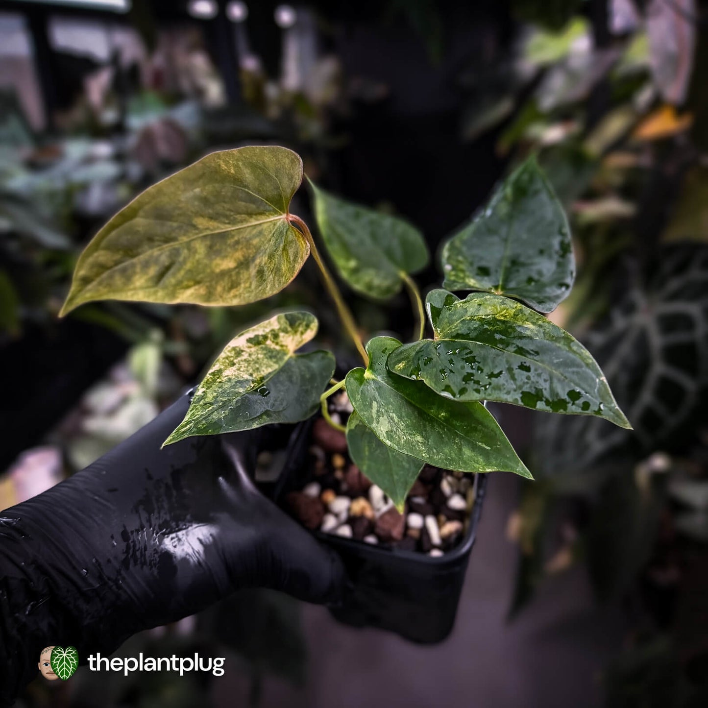 Anthurium pap dress complex hybrid • pink & orange variegated