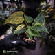 Anthurium pap dress complex hybrid • pink & orange variegated