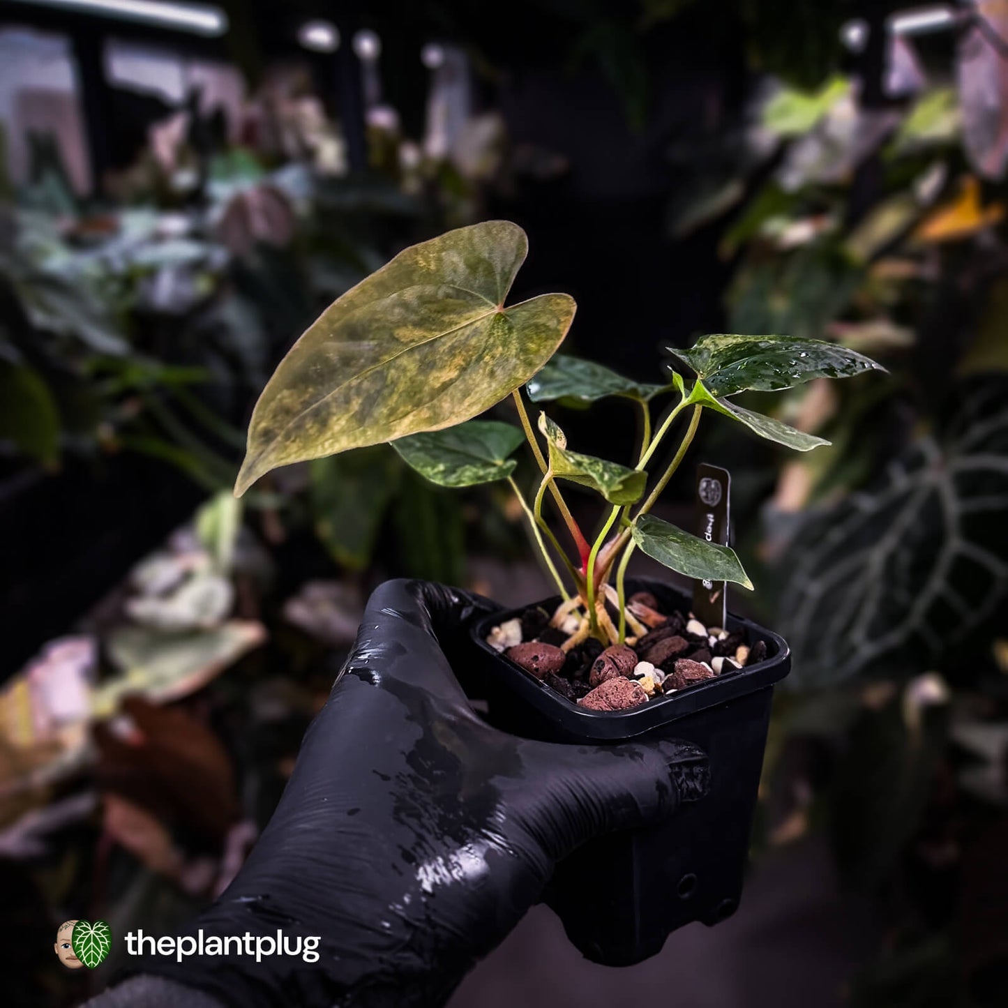 Anthurium pap dress complex hybrid • pink & orange variegated