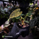 Anthurium pap dress complex hybrid • pink & orange variegated