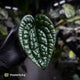 Anthurium luxurians • non-TC