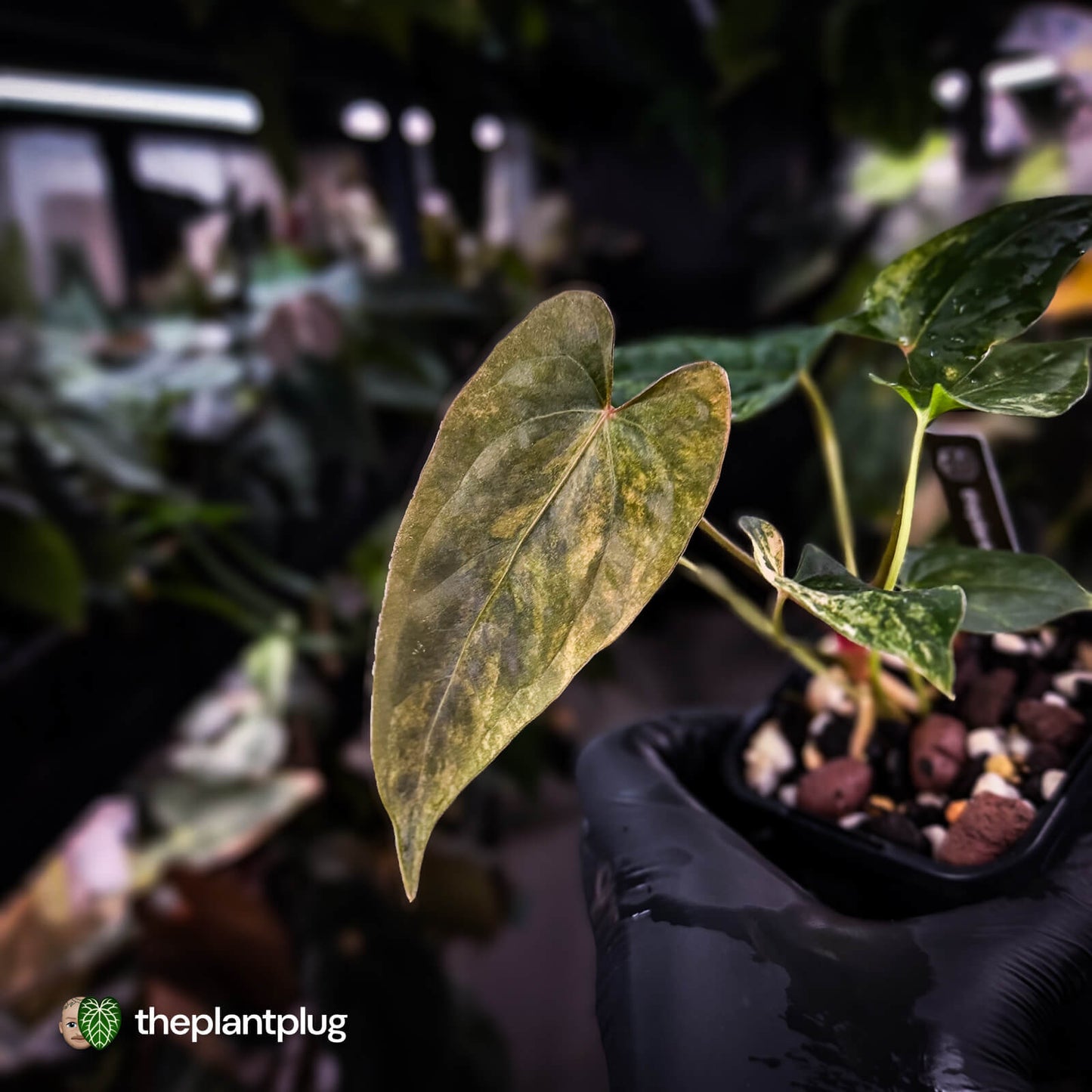 Anthurium pap dress complex hybrid • pink & orange variegated