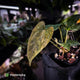Anthurium pap dress complex hybrid • pink & orange variegated